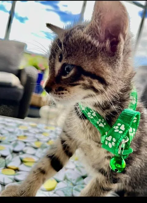 A baby small-sized male Tabby (Brown / Chocolate) Domestic Short Hair cat named Wei for adoption in Maitland, FL