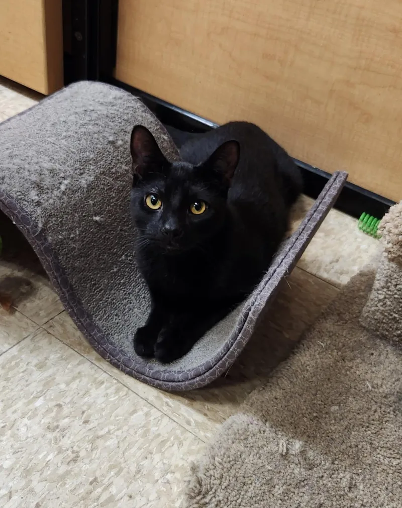 A young medium-sized male Black Domestic Short Hair cat named Marten for adoption in Barrington Hills, IL