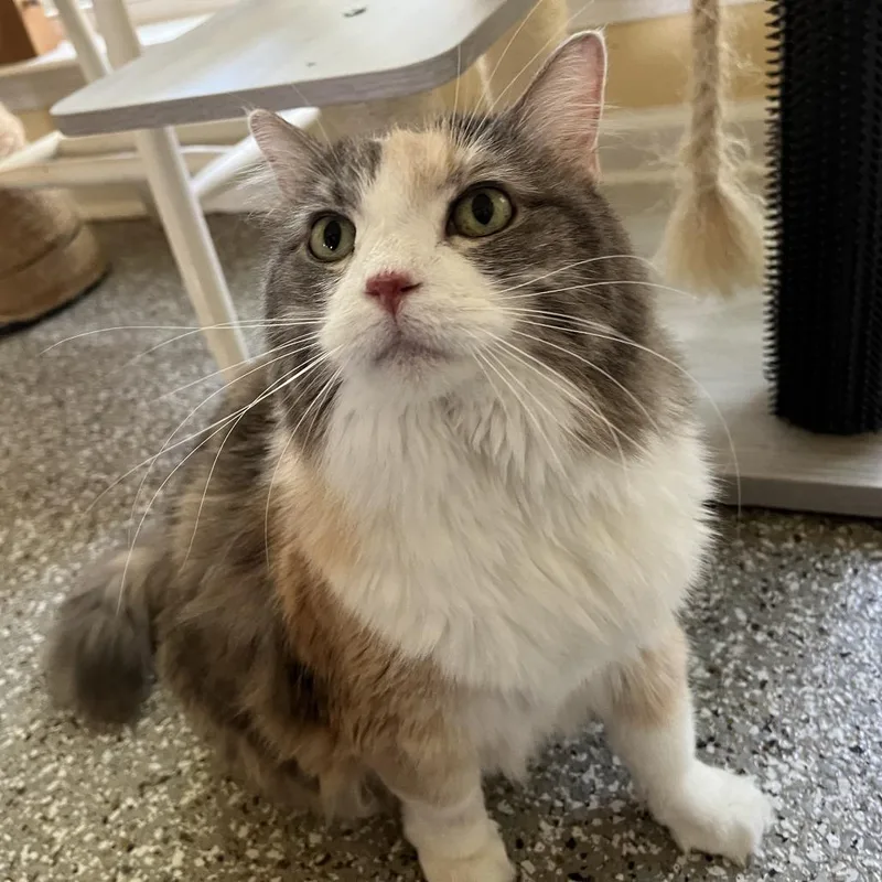 A senior large-sized female Domestic Long Hair cat named Mila for adoption in Folsom, LA