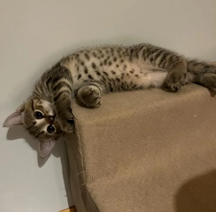 A baby medium-sized female Tabby (Buff / Tan / Fawn) Domestic Short Hair cat named Rhianna for adoption in Mayfield, NY