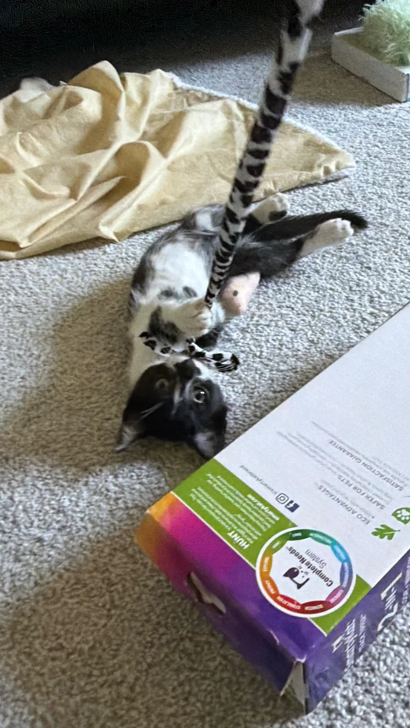 A baby small-sized male Black & White / Tuxedo Domestic Short Hair cat named Titus for adoption in Indianapolis, IN