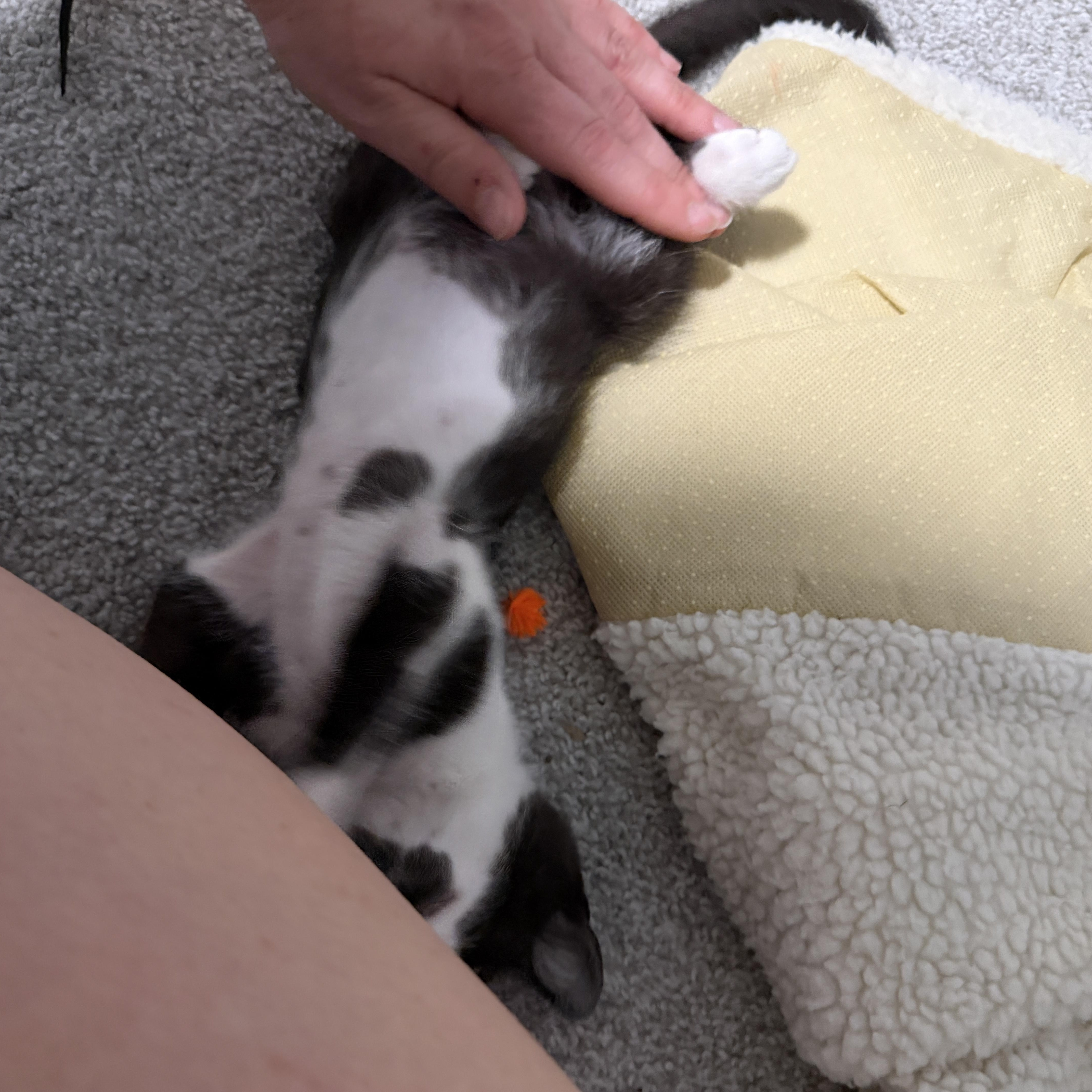 Titus thumbnail 5