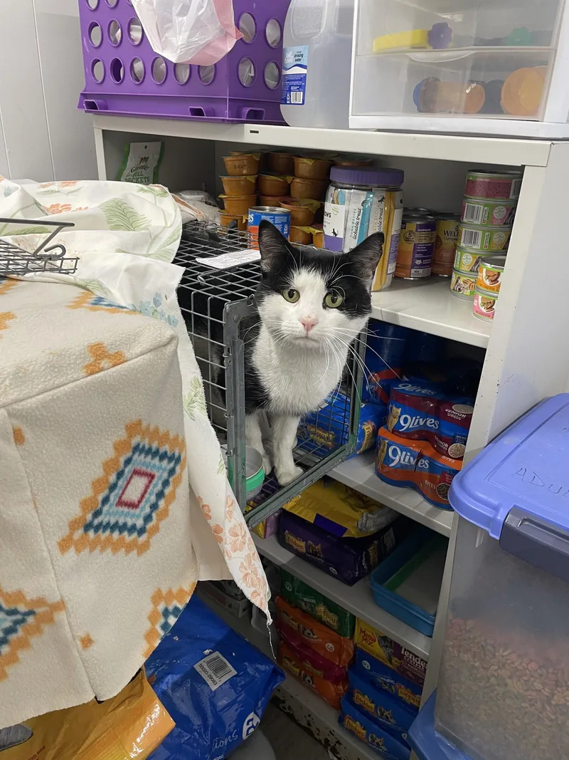 An adult large-sized male Domestic Short Hair cat named Clarendon FIV+ for adoption in Trenton, NJ