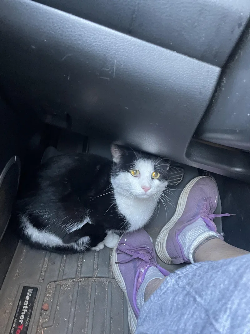 Clarendon FIV+ thumbnail 2
