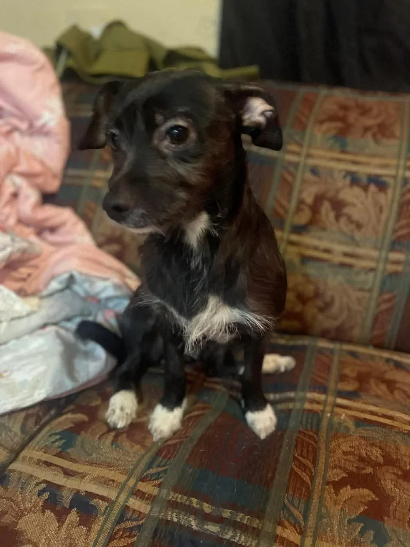 A young small-sized female Chihuahua dog named Lia for adoption in Gainesville, VA