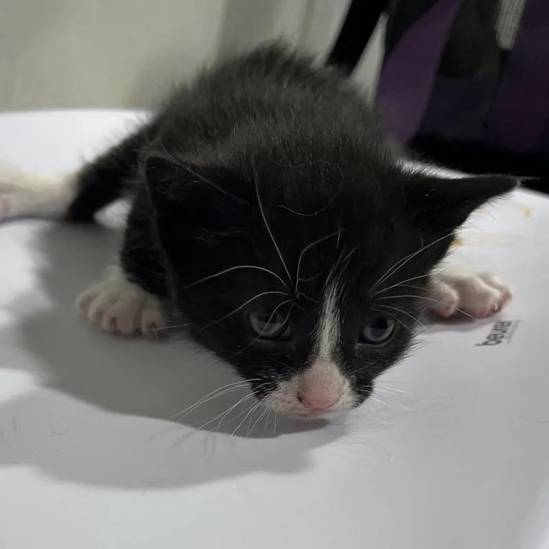 A baby small-sized female Black Domestic Short Hair cat named Dior for adoption in Tampa, FL