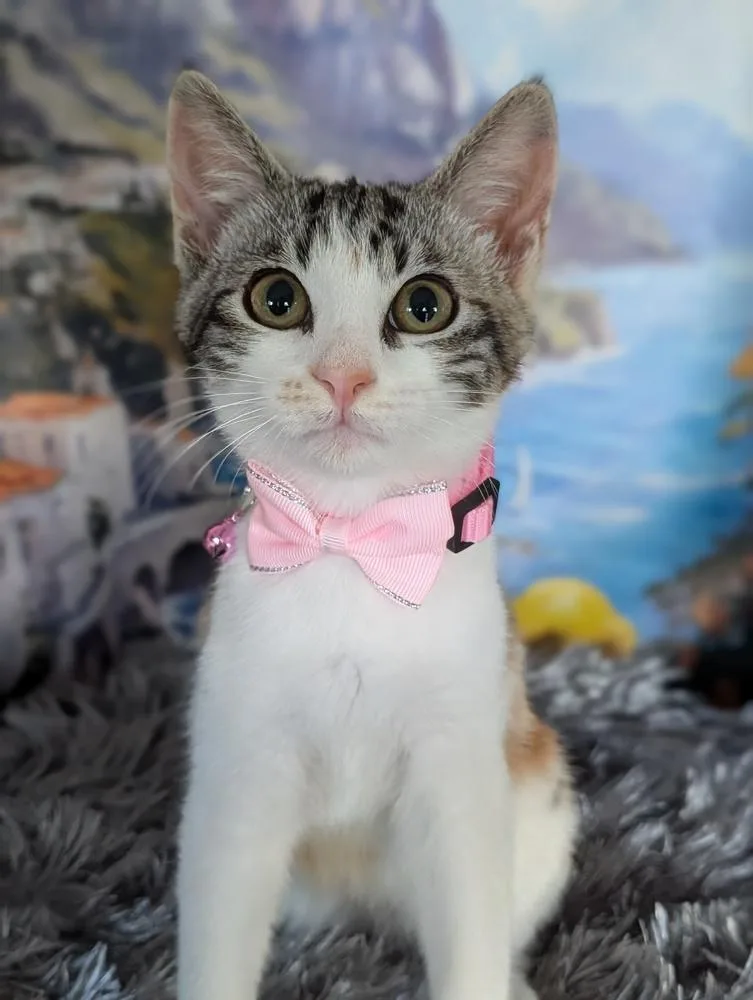 A baby small-sized female Calico cat named Ann Taylor for adoption in Fremont, CA