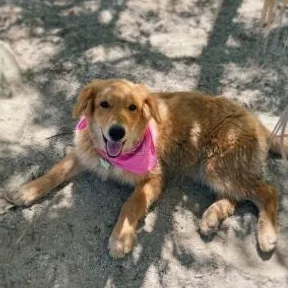 A baby medium-sized female Golden Retriever dog named Copper for adoption in Anza, CA