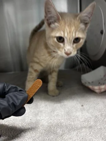 A baby small-sized male Domestic Short Hair cat named Jax for adoption in San Martin, CA
