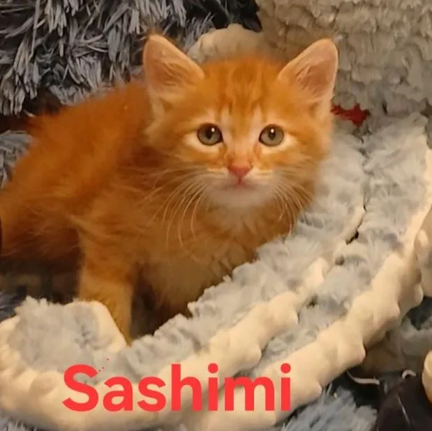 Sashimi