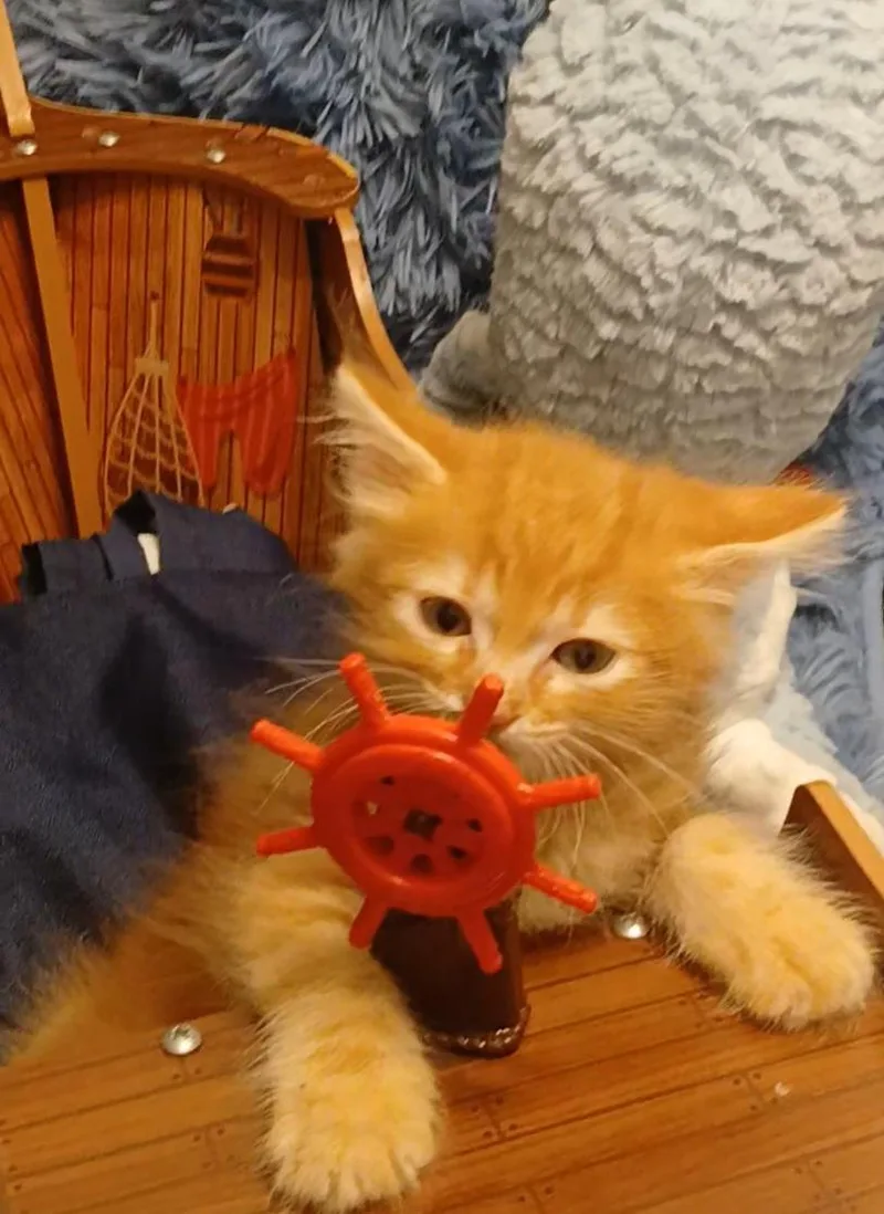 Sashimi thumbnail 2