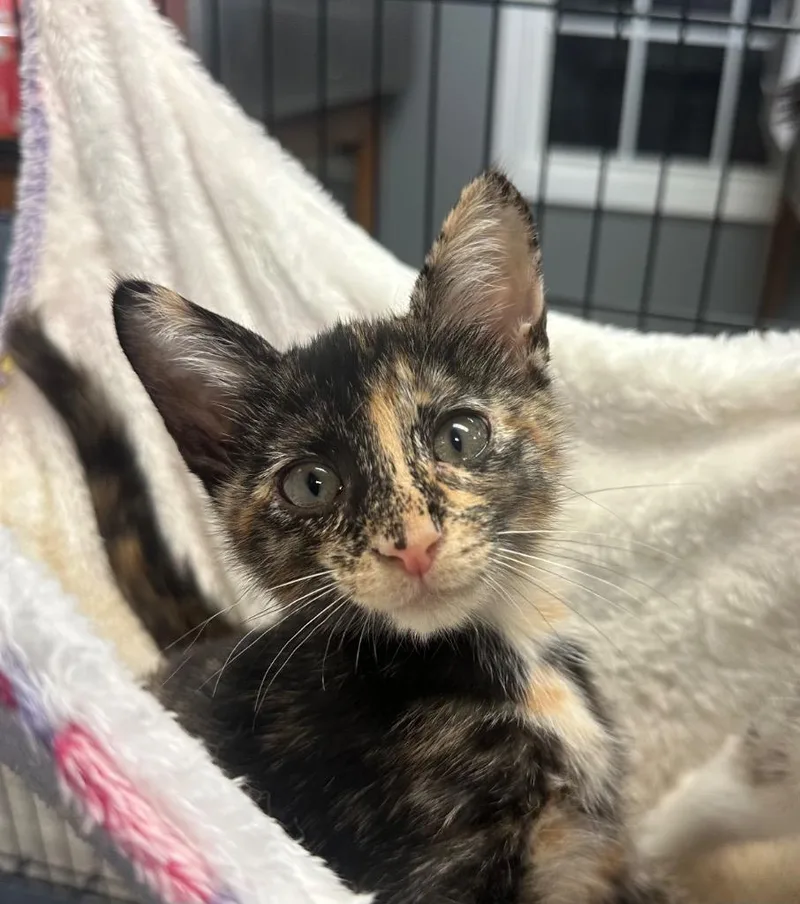 A baby small-sized female Tortoiseshell Domestic Short Hair cat named Porcelain for adoption in Winnsboro, SC