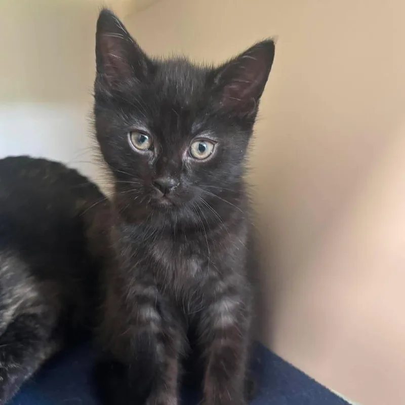 A baby small-sized male Black Domestic Short Hair cat named Gumball for adoption in Rocky Mount, VA