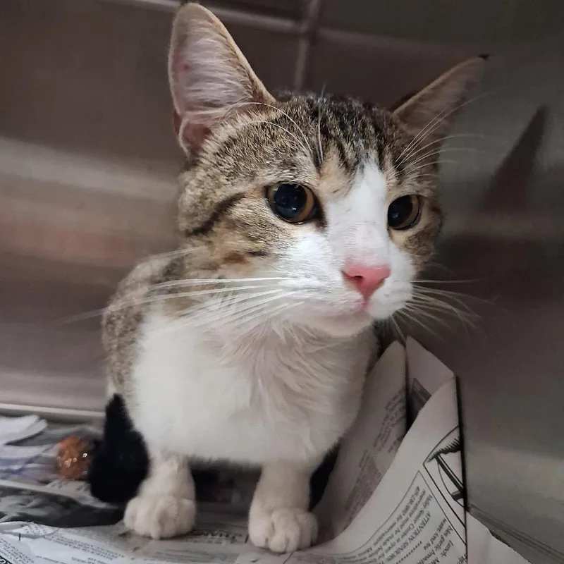 An adult medium-sized female White Domestic Short Hair cat named Bobby for adoption in Pauls Valley, OK