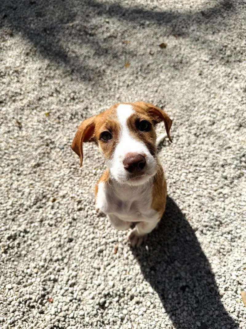 An adult medium-sized female Mixed Breed dog named Princess for adoption in Miami, FL