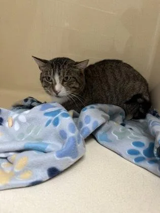 An adult large-sized male Domestic Short Hair cat named Ringo for adoption in Pequot Lakes, MN