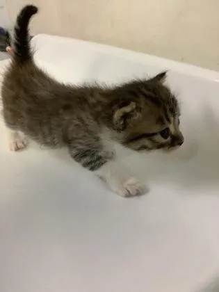 A baby small-sized female Domestic Short Hair cat named Munchkin for adoption in Largo, FL