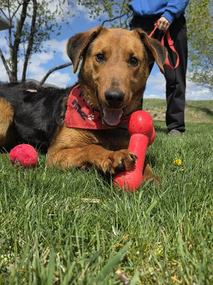 A baby medium-sized female Brown / Chocolate Airedale Terrier dog named Gillie for adoption in Salmon, ID