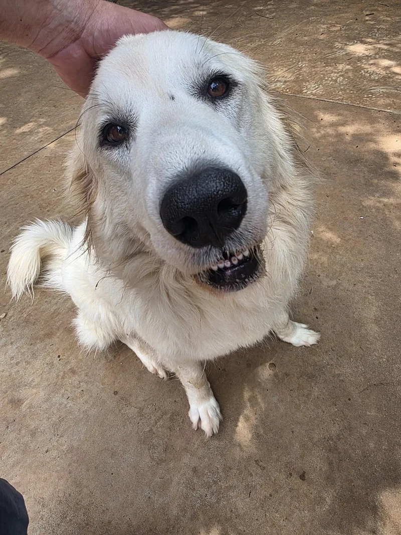 An adult extra large-sized female Great Pyrenees dog named Bridget for adoption in Thomasville, NC