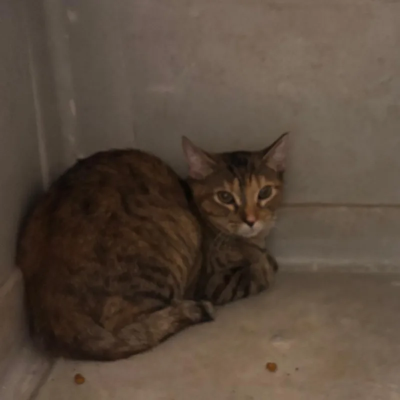 A young small-sized female Buff / Tan / Fawn Domestic Short Hair cat named Amber for adoption in Fredericksburg, TX