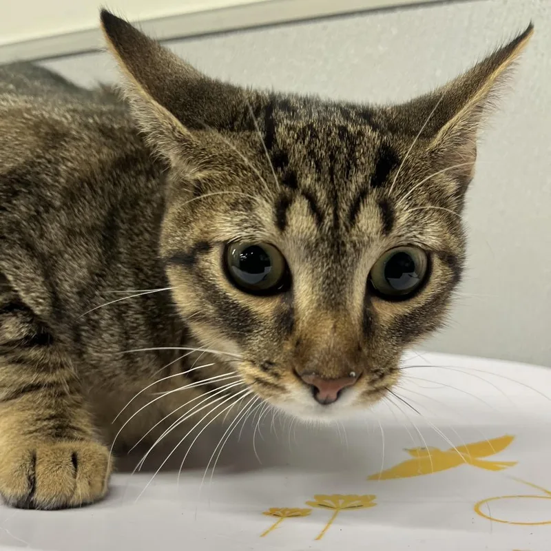 A baby medium-sized female Domestic Short Hair cat named Penny for adoption in Tampa, FL