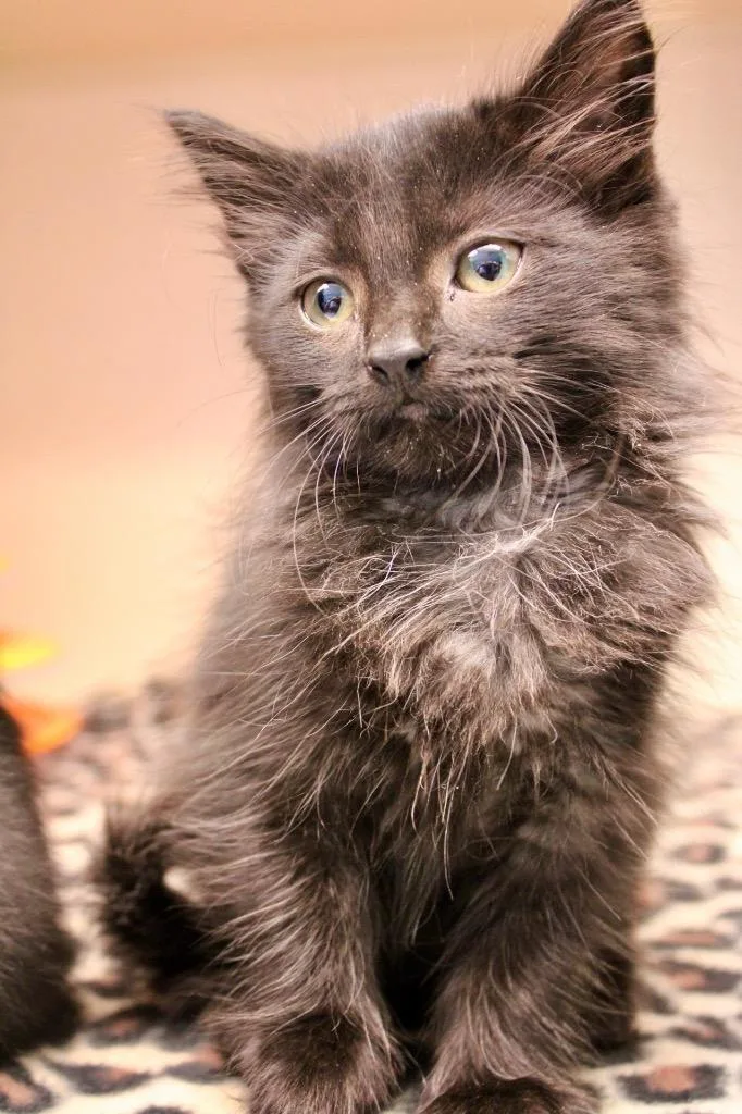 A baby medium-sized female Domestic Short Hair cat named Dior for adoption in Morgantown, KY