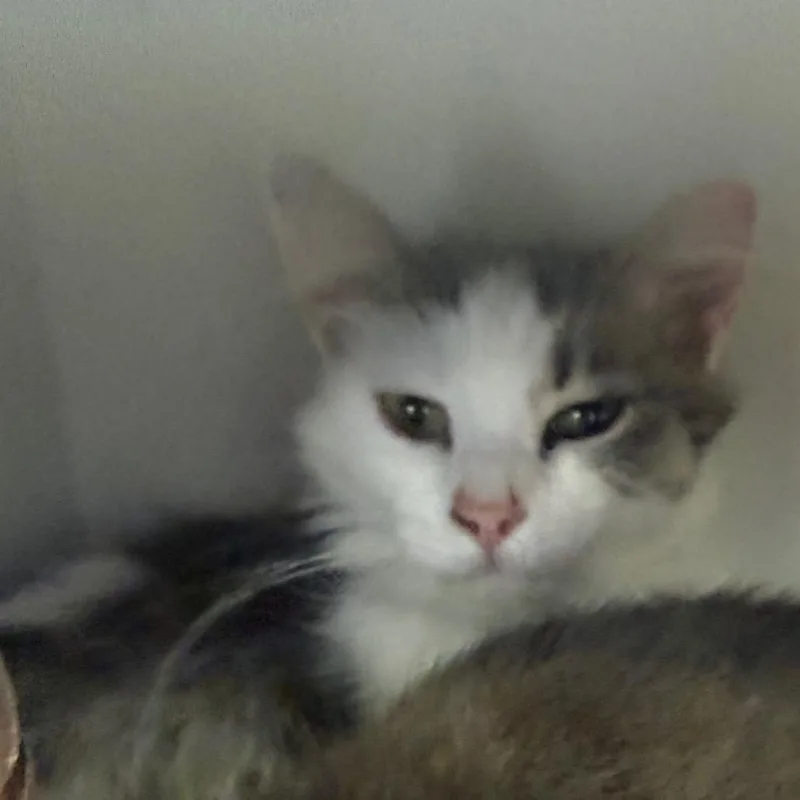 A young medium-sized male Gray / Blue / Silver Domestic Long Hair cat named Arnolf for adoption in Normal, IL
