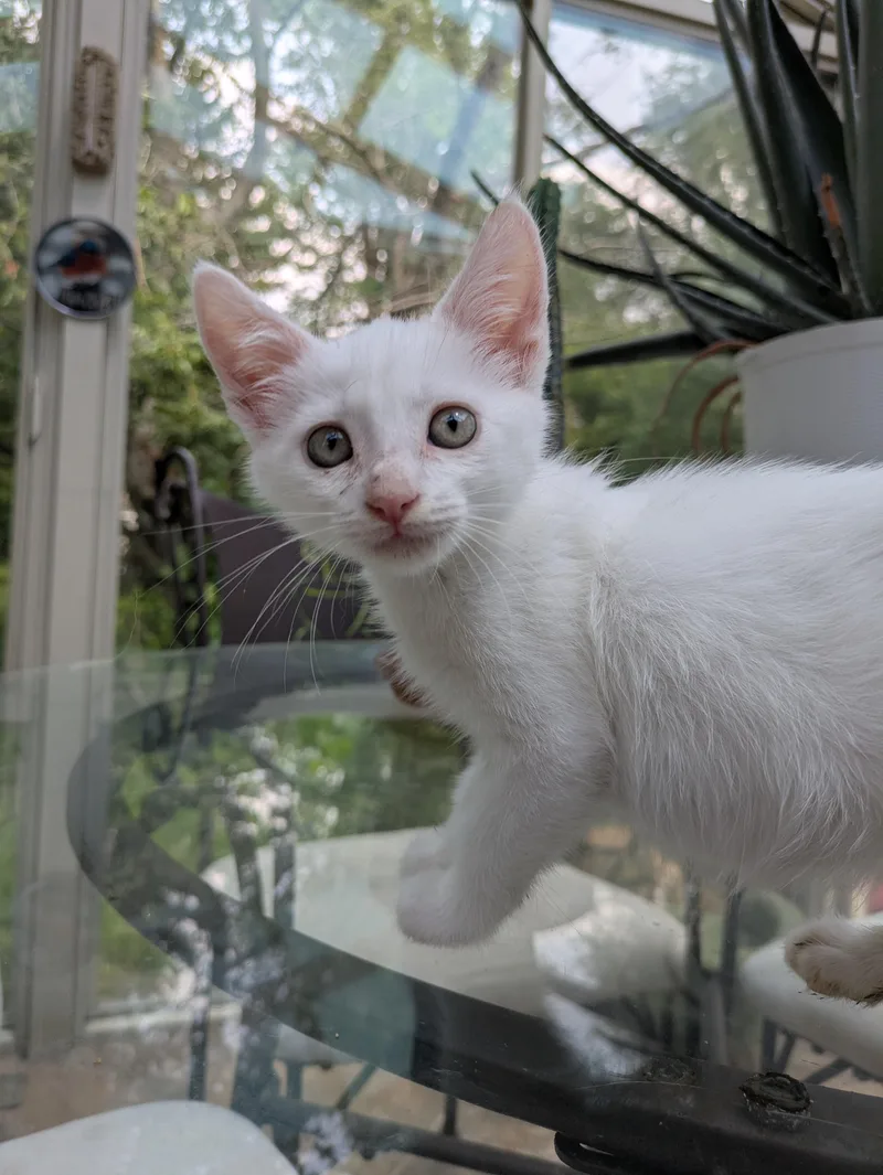 A baby medium-sized male White Domestic Short Hair cat named Hubble for adoption in Haddon Heights, NJ