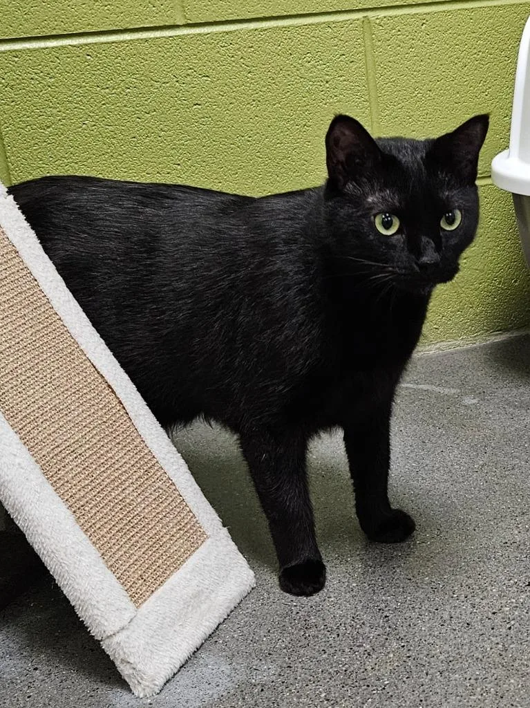 An adult medium-sized female Domestic Short Hair cat named Sasha for adoption in Johnson City, TN