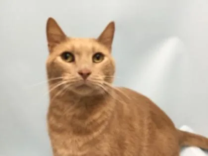 An adult small-sized male Domestic Short Hair cat named Augustus for adoption in Woodbury, MN