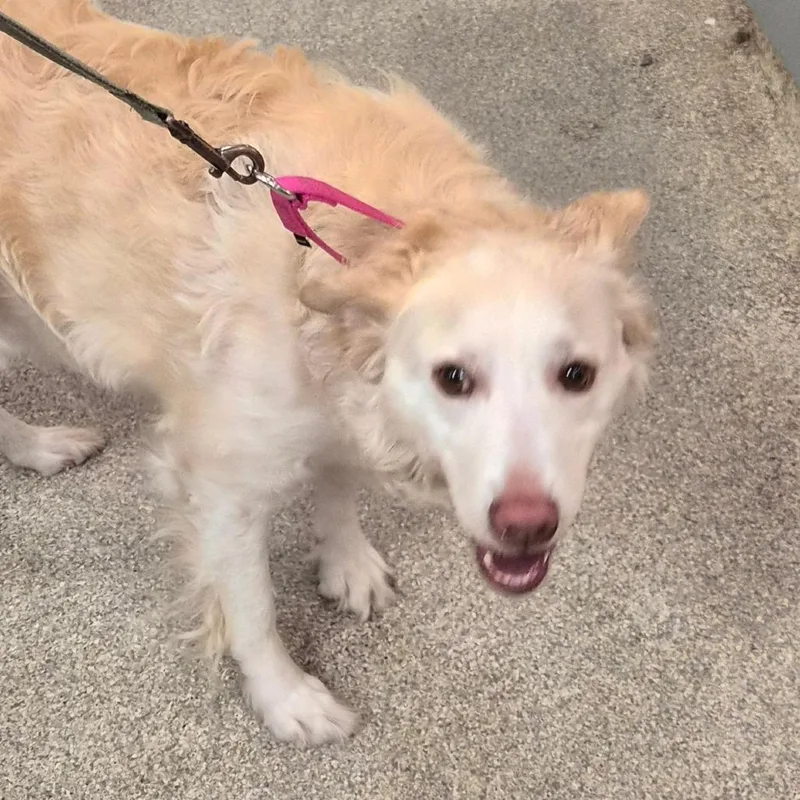 An adult medium-sized female Yellow / Tan / Blond / Fawn Mixed Breed dog named Muppet for adoption in Jacksonville, FL