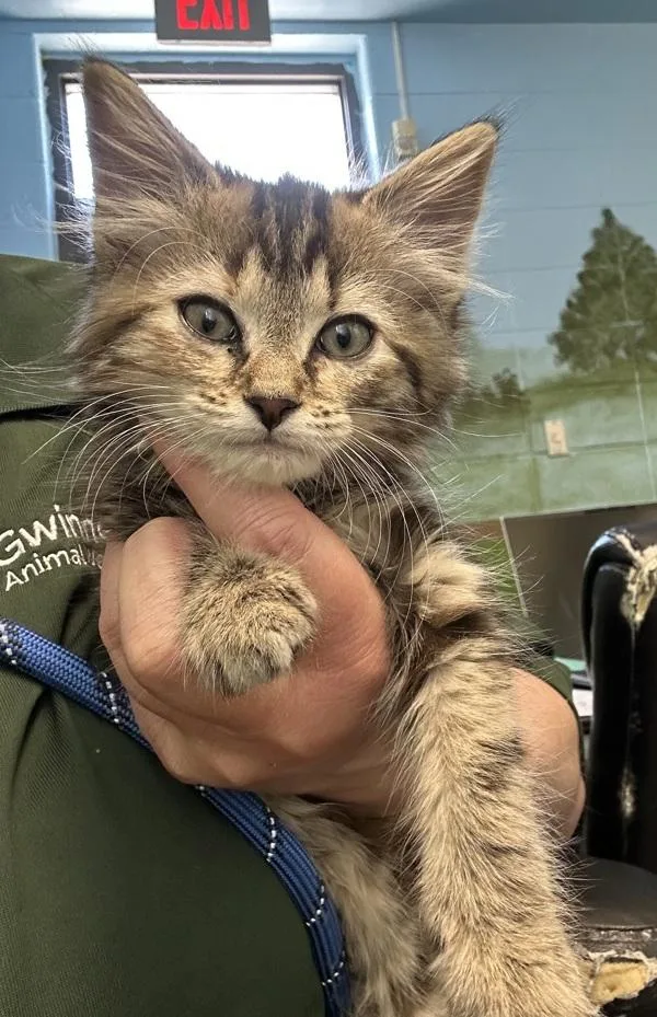 A baby small-sized female Domestic Medium Hair cat named If for adoption in Lawrenceville, GA