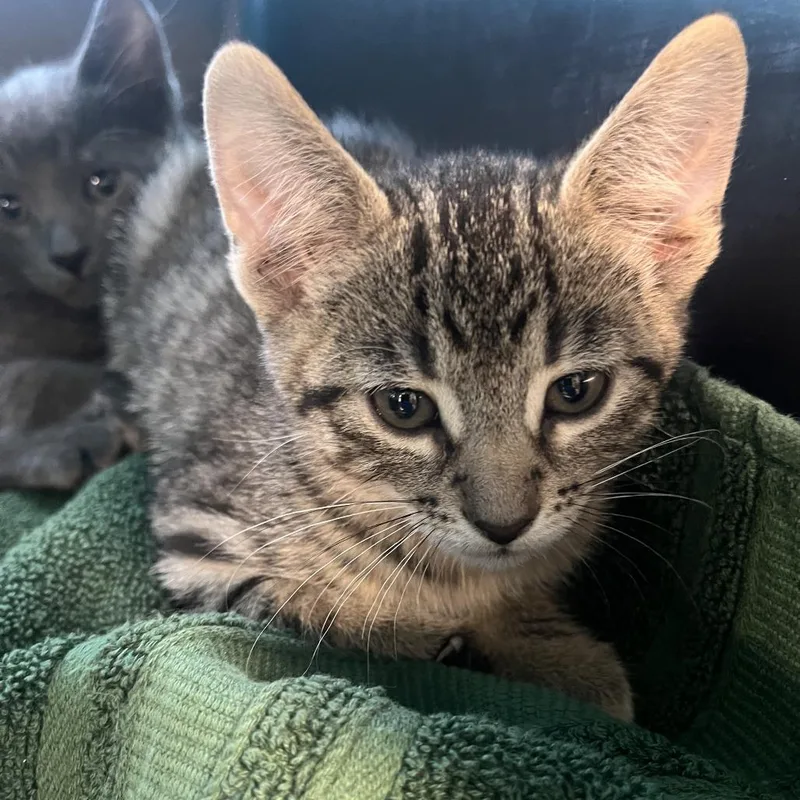 A baby small-sized male Brown / Chocolate Domestic Short Hair cat named Jaguar for adoption in Oak Park, IL