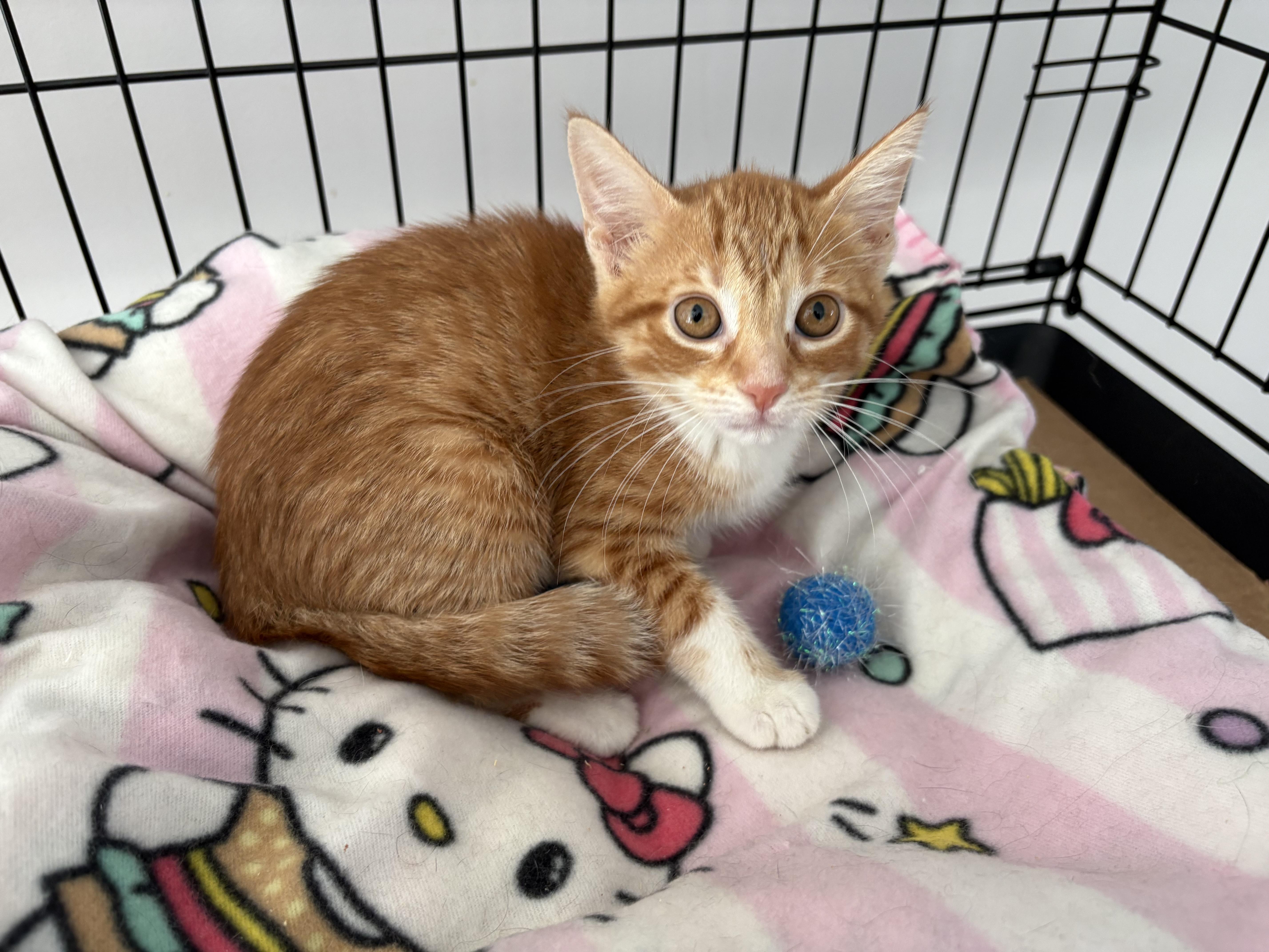 A baby small-sized female Tabby (Orange / Red) Domestic Short Hair cat named Sona for adoption in Seaford, NY