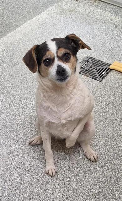 An adult medium-sized female Beagle dog named Daisy for adoption in Statesville, NC