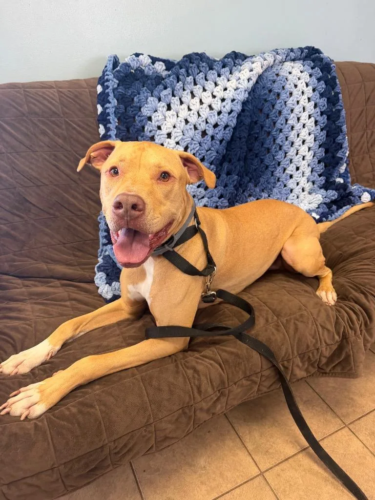 An adult medium-sized male Pit Bull Terrier dog named Brutus for adoption in Marion, OH