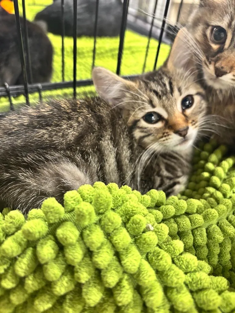 A baby medium-sized female Tabby (Brown / Chocolate) Domestic Short Hair cat named Mocha for adoption in Shawnee, KS