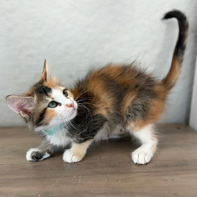 A baby small-sized female White Domestic Long Hair cat named Ragdoll for adoption in Bastrop, TX
