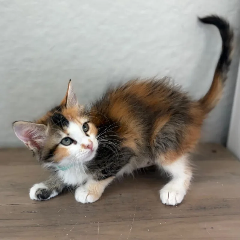 Ragdoll thumbnail 2