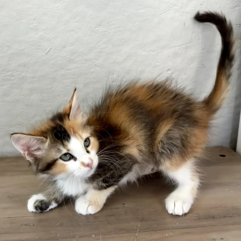 Ragdoll thumbnail 4