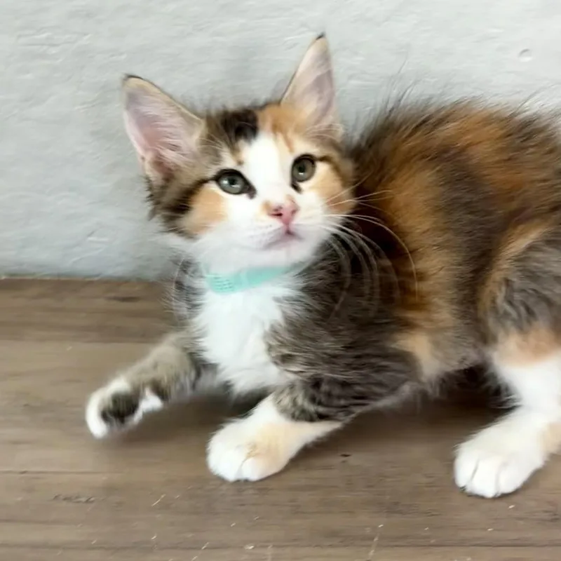 Ragdoll thumbnail 5