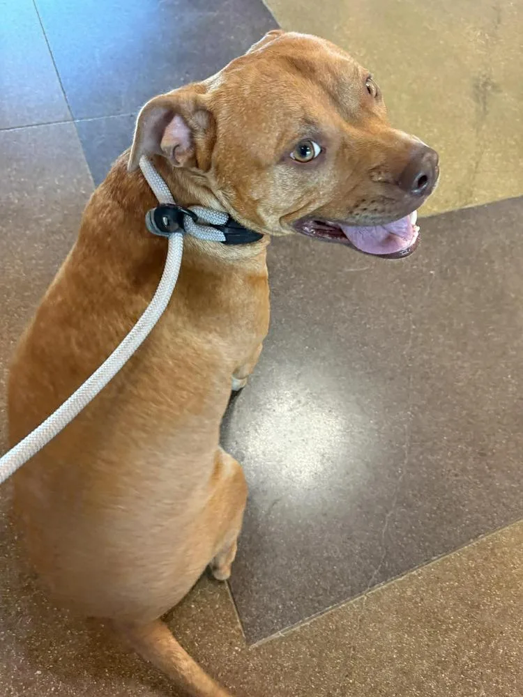 An adult medium-sized male White / Cream Pit Bull Terrier dog named Lj Pka Homer for adoption in Dallas, TX