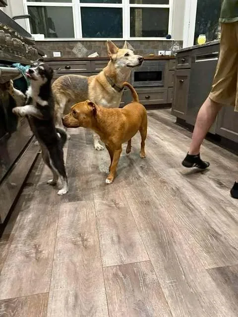 Lj Pka Homer thumbnail 2