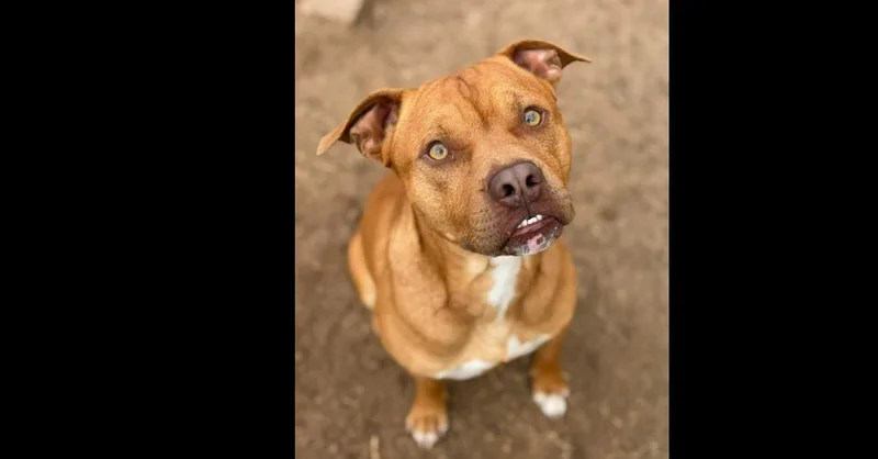 Lj Pka Homer thumbnail 3