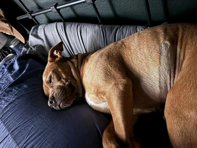 Lj Pka Homer thumbnail 4