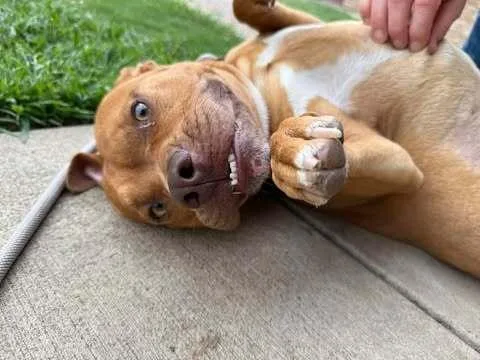 Lj Pka Homer thumbnail 5