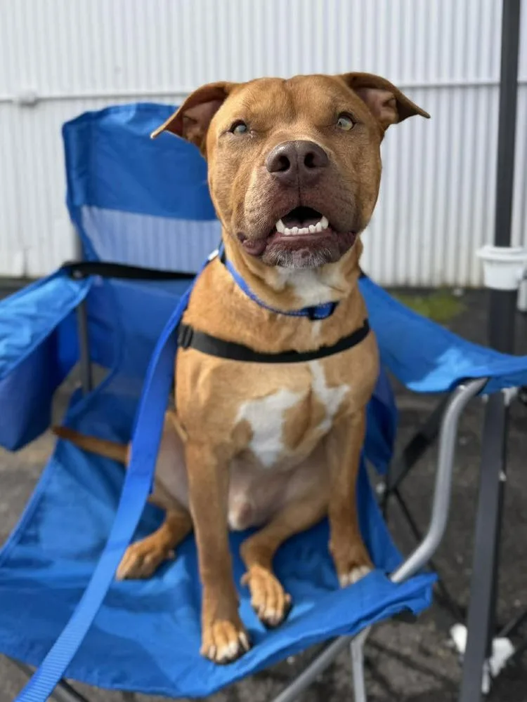 Lj Pka Homer thumbnail 6