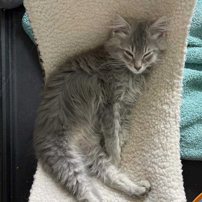 Fizgig thumbnail 2