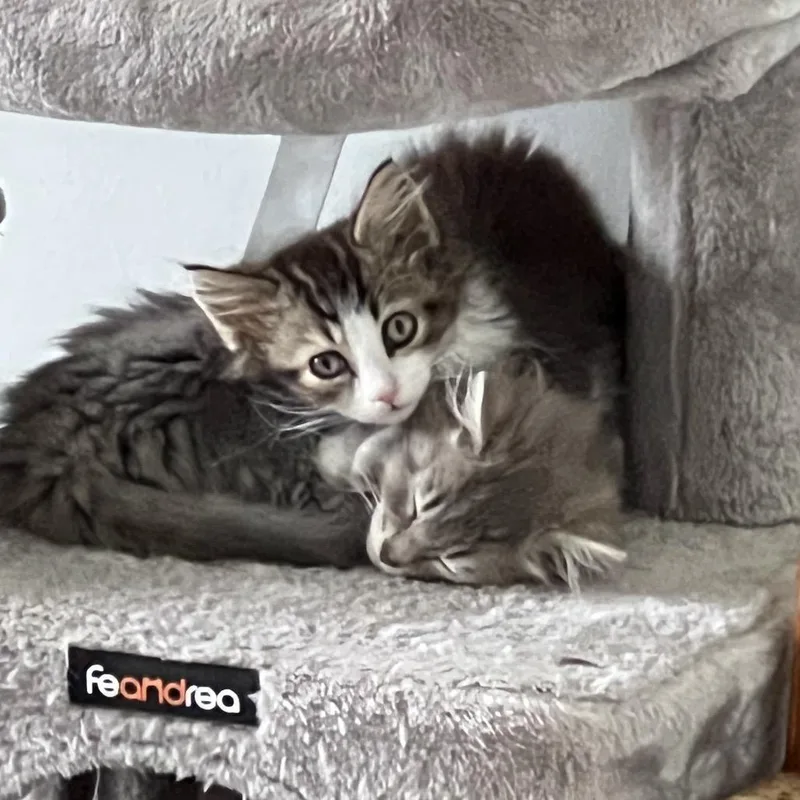 Fizgig thumbnail 5