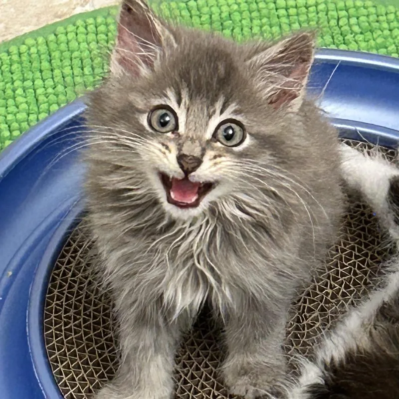 Fizgig thumbnail 6